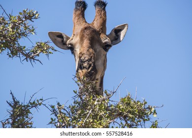 Giraffe 