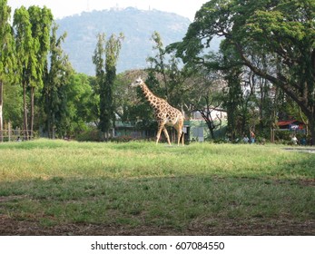 Giraffe