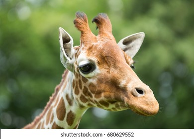 Giraffe 