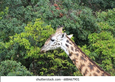 giraffe