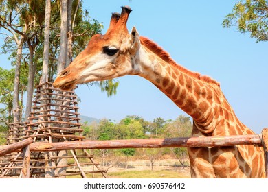 Giraffe
