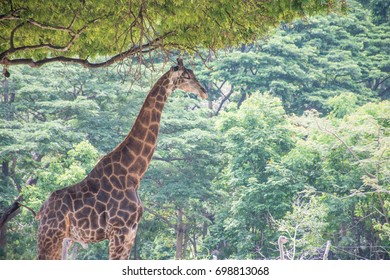 giraffe