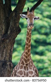 Giraffe