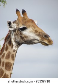 Giraffe Stock Photo 93339718 | Shutterstock