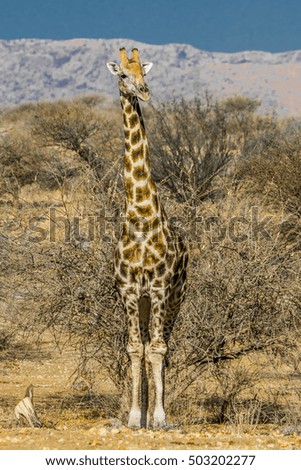 Image, Stock Photo giraffe in samburu national park kenya