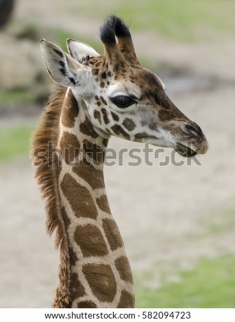 Similar – Image, Stock Photo Close up front portrait of one giraffe over red brick wall