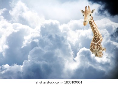 Giraffe above stormy clouds. Cute giraffe in the sky. Fantastic scene with huge giraffe coming out of the cloud