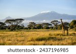Giraffe and acacia trees with Mount Kilimanjaro in background