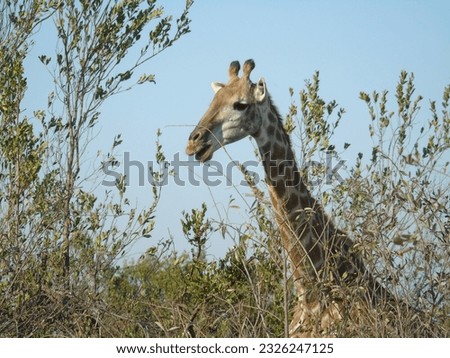 Giraffe Africa nature unscripted untamed 