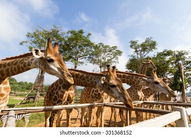 Giraffe Africa Zoo Singha Park Chiangrai Stock Photo 331368152 ...