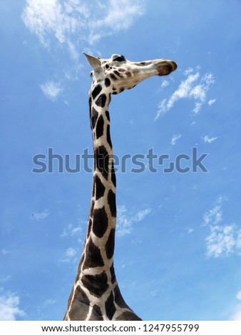 Similar – Giraffes in masai mara in kenya africa