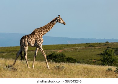 Giraffe African Mammal Nature Reserve South Africa Gondwana