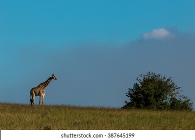 Giraffe African Mammal Nature Reserve South Africa Gondwana