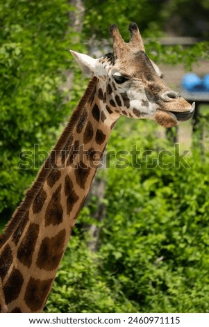 Similar – Image, Stock Photo Close up front portrait of one giraffe over red brick wall