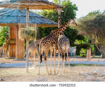 Giraffe in Al Ain zoo