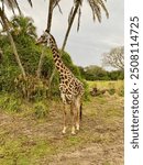 Giraffe at Animal Kingdom in Disney World