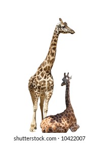 Giraffe Animal Wildlife Girrafe