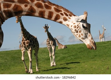 giraffe arch
