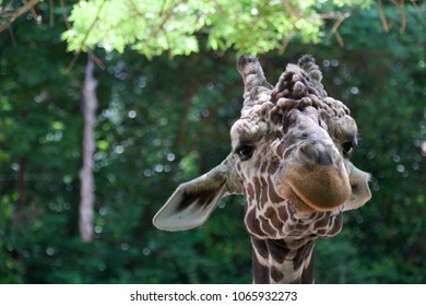 Giraffe, Atlanta Zoo, GA, USA,  June 2017