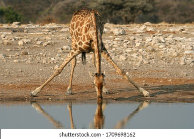 Giraffe awkwardly drinking from a waterhole in Etosha nature reserve. Doing the splits - Powered by Shutterstock