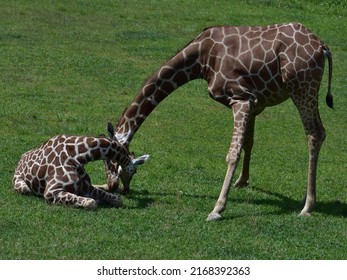 Giraffe Baby And Mom Giraffe