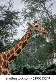 Giraffe with background tree