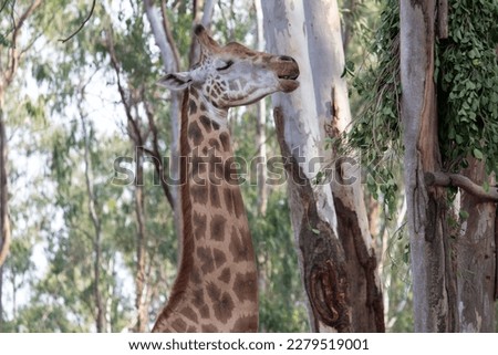 giraffe at Bannerghatta national park Bangalore standing in the zoo. forest Wildlife sanctuaries in Karnataka India