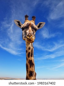 Giraffe With Beautiful Spotted Skin And Small Horns African Savannah. Funny Portrait. Jeep Safari Masai Mara, Kenya. The Concept Of Active, Environmental And Photo Tourism