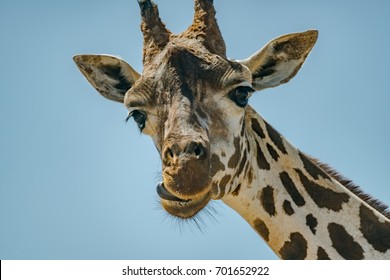 A Giraffe Being Funny