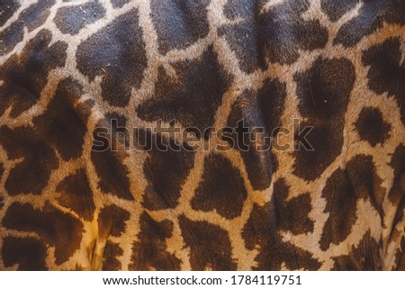 A giraffe being a girrafe.