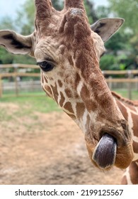 Giraffe Being Silly At The Zoo.