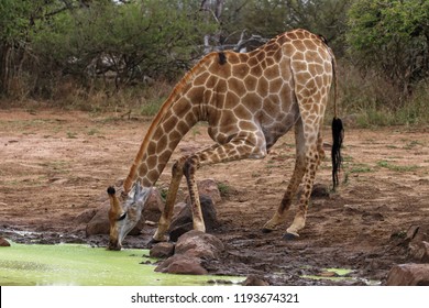 Giraffe Bending Down Front Knees Touching Stock Photo (Edit Now) 1193674321