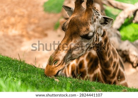A giraffe bends down to eat fresh green grass on a sloped hill in a naturalistic zoo setting with rocks and water nearby.