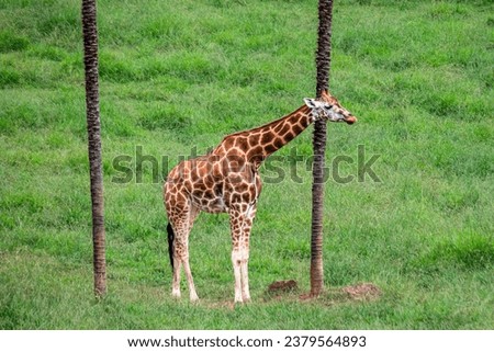 A giraffe between 2 palm trees like being a football goalkeeper.