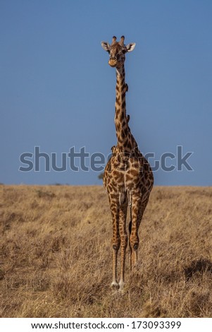 Similar – Image, Stock Photo giraffe in samburu national park kenya