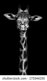 Giraffe in black and white