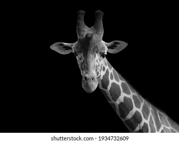 41,012 Giraffe on black Images, Stock Photos & Vectors | Shutterstock