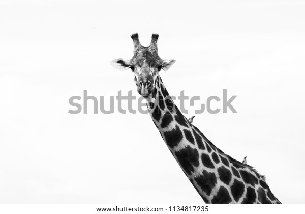 Giraffe Black White Stock Photo 1134817235 | Shutterstock