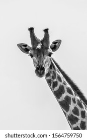 78,708 White giraffe Images, Stock Photos & Vectors | Shutterstock