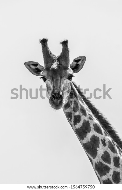 Giraffe Black White Long Neck Face Stock Photo (Edit Now) 1564759750