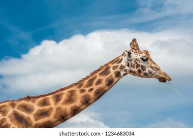 Giraffe with blue sky background