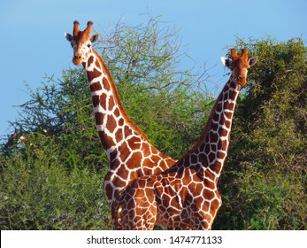 Giraffe Blue Sky Laikipia County Kenya