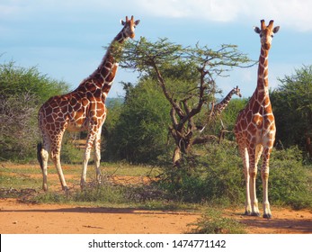 Giraffe Blue Sky Laikipia County Kenya