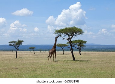 Giraffe Browsing On Acacia On The Masai Mara