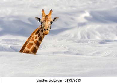 Giraffe Buried In Snow