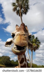 Giraffe At Busch Gardens Safari