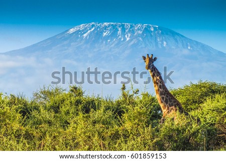 Giraffe in the bush