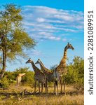Giraffe in the bush of Kruger national park South Africa. Giraffe at dawn in Kruger park South Africa