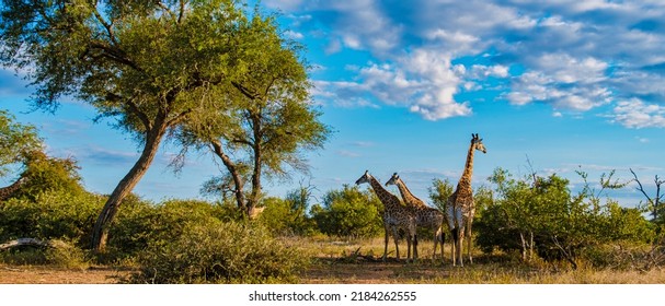 Giraffe in the bush of Kruger national park South Africa. Giraffe at dawn in Kruger park South Africa - Shutterstock ID 2184262555