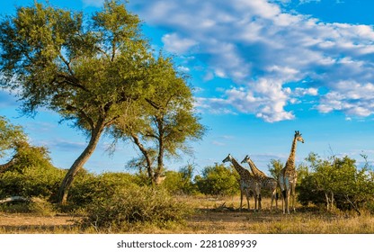 Giraffe en el arbusto del parque nacional Kruger Sudáfrica. Giraffe al amanecer en el parque Kruger Sudáfrica